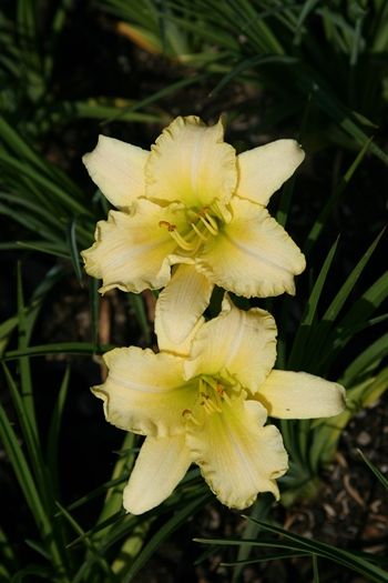 Taglilie EveryDayLily Cream