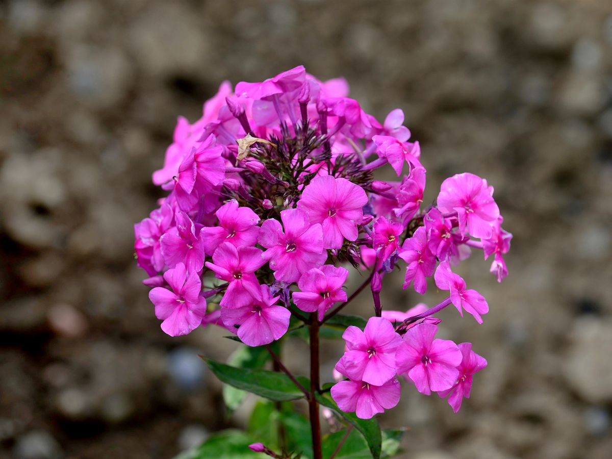 Grossblattphlox Winnetou