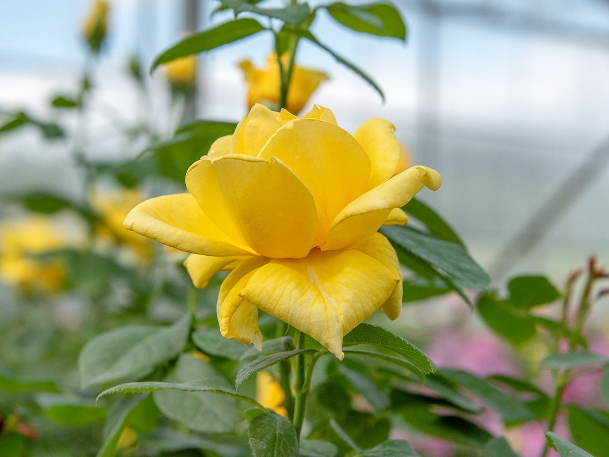 Landora® Edelrose (Teehybride, anspruchslos)