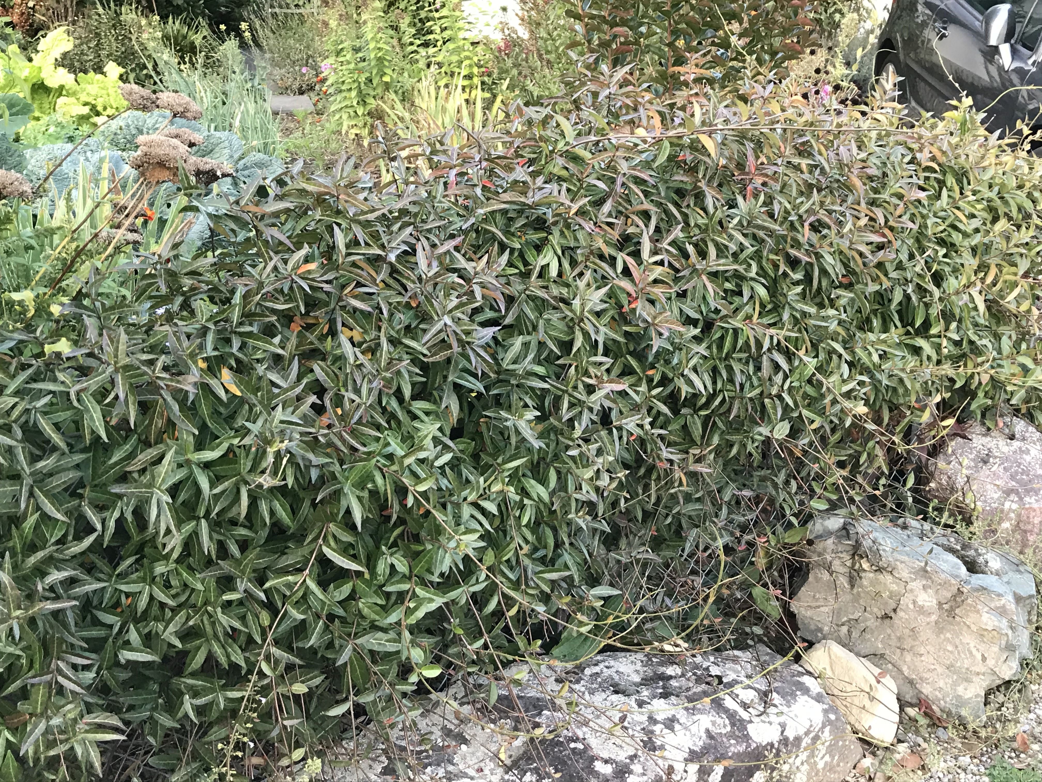 Asiatischer Sternjasmin Asiatischer Sternjasmin