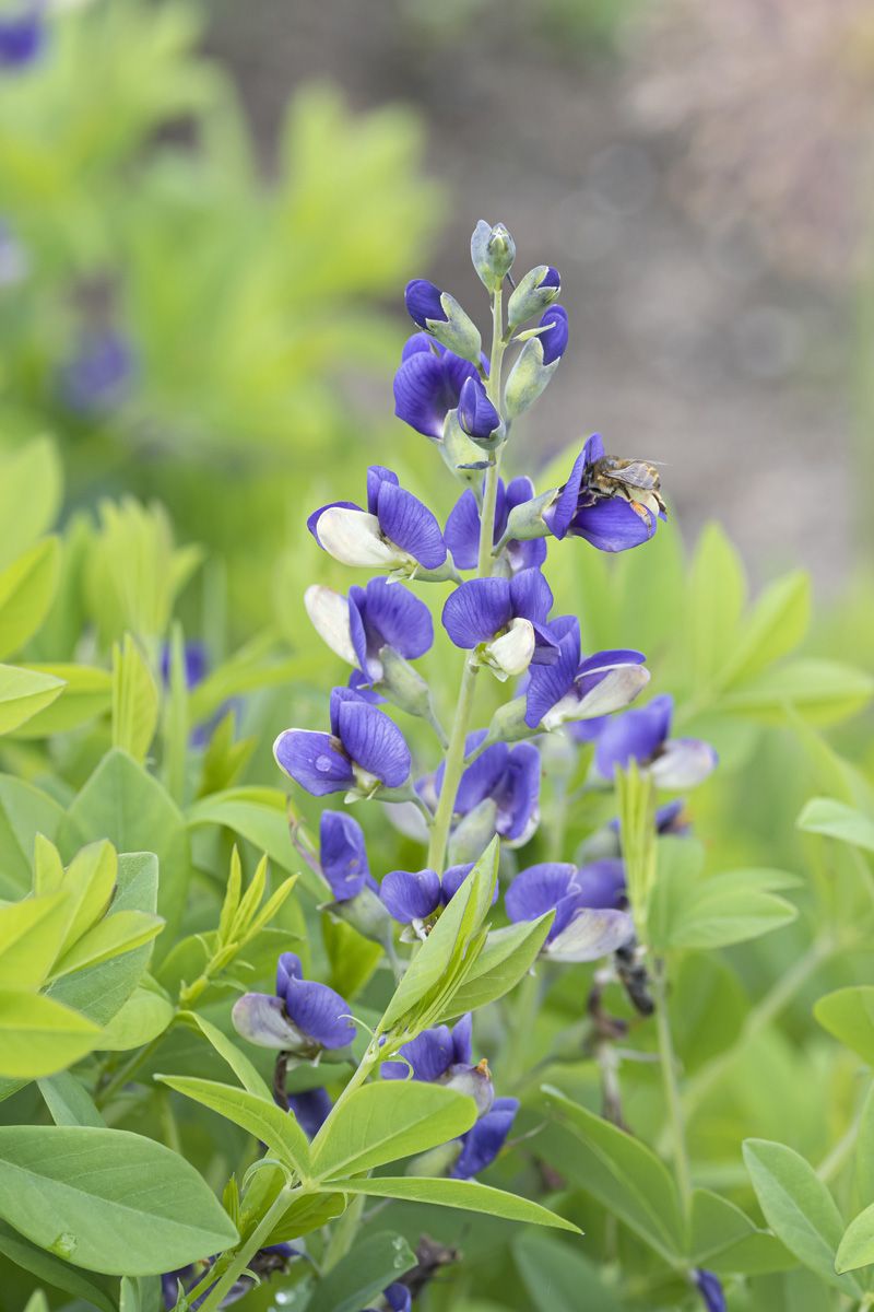 Indigolupine Decad Blueberry Sundae®