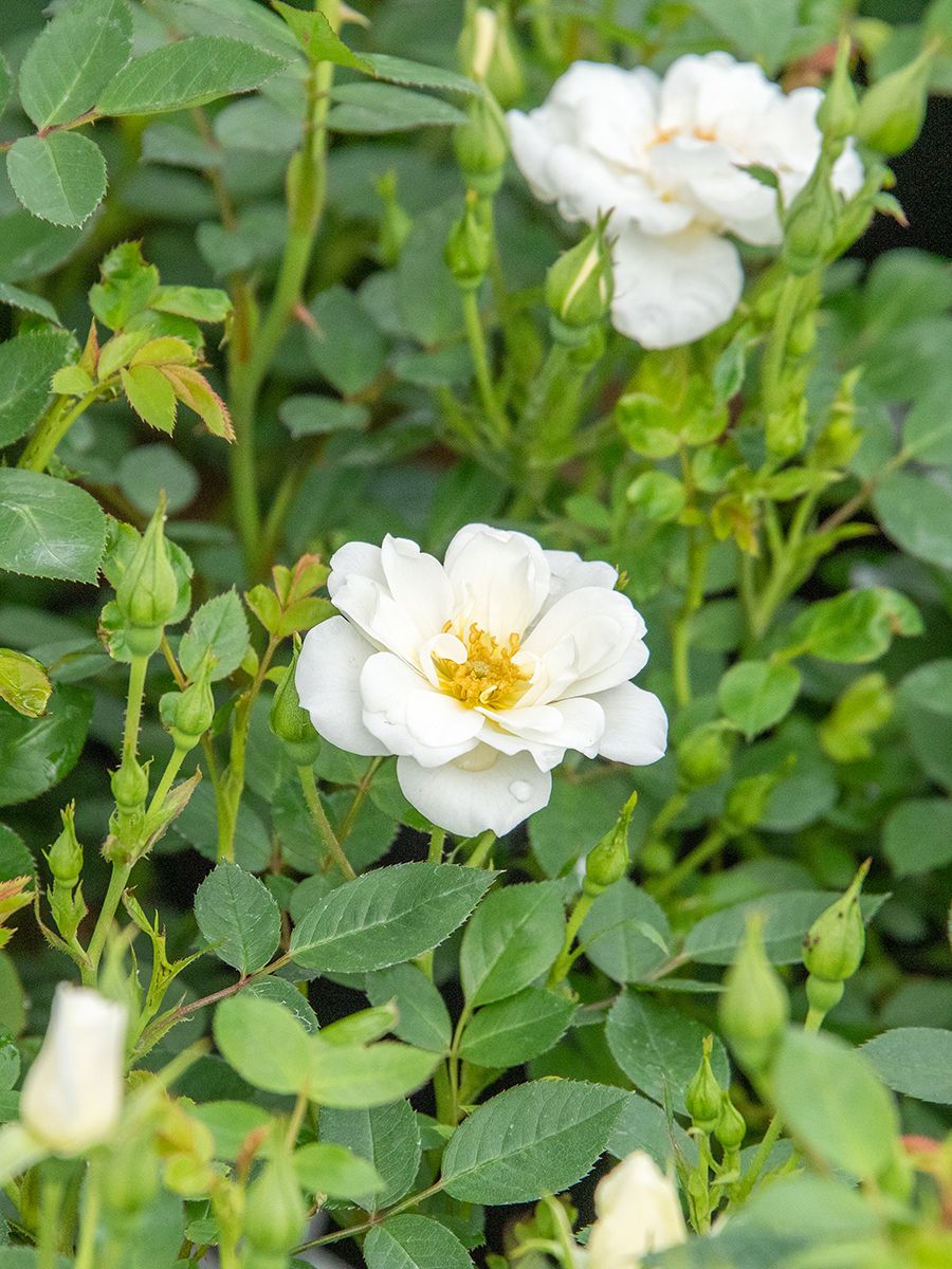 Kent® Boden- und flächendeckende Rose (anspruchslos)