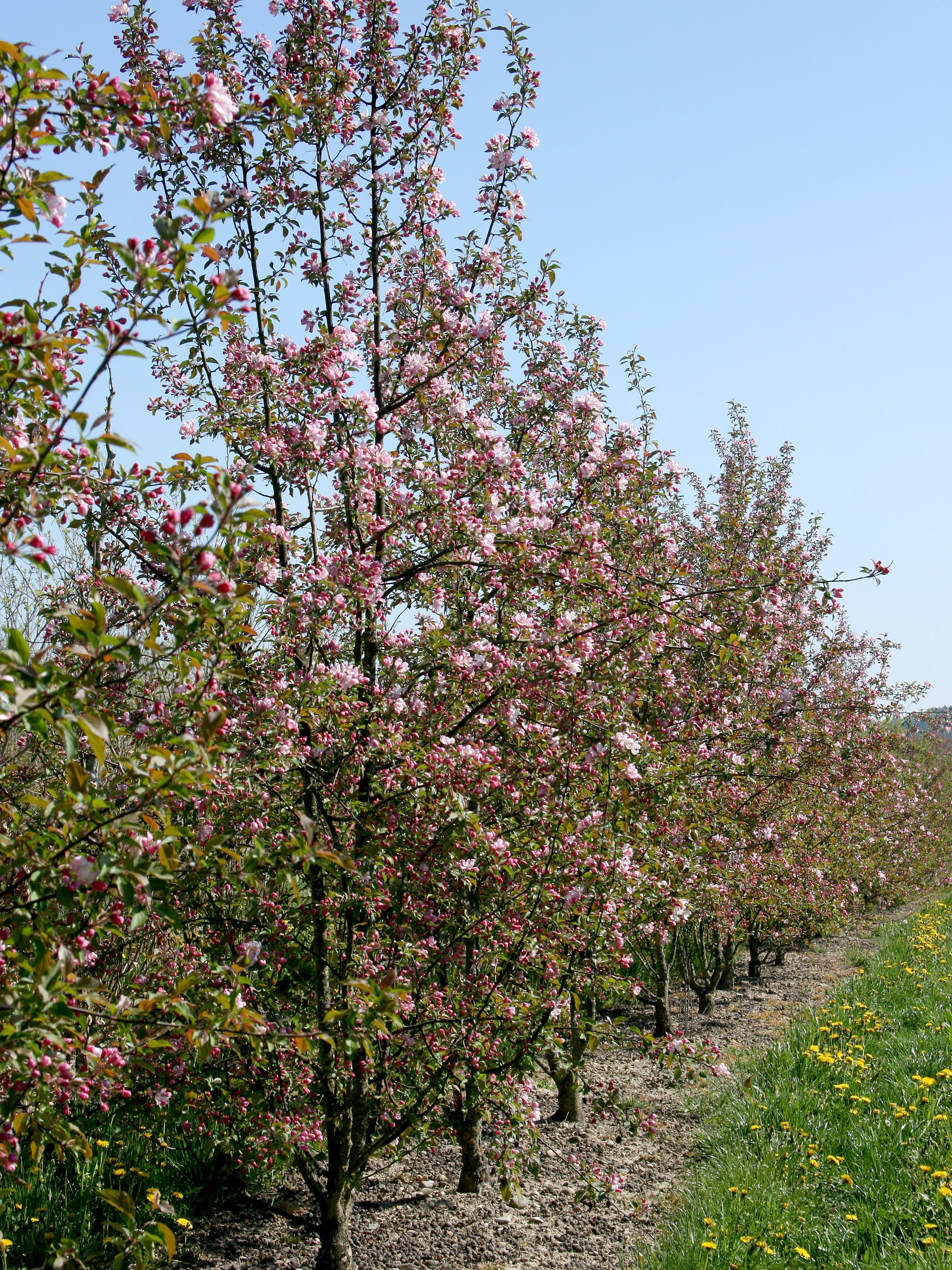 Zierapfel Red Obelisk Zierapfel Red Obelisk