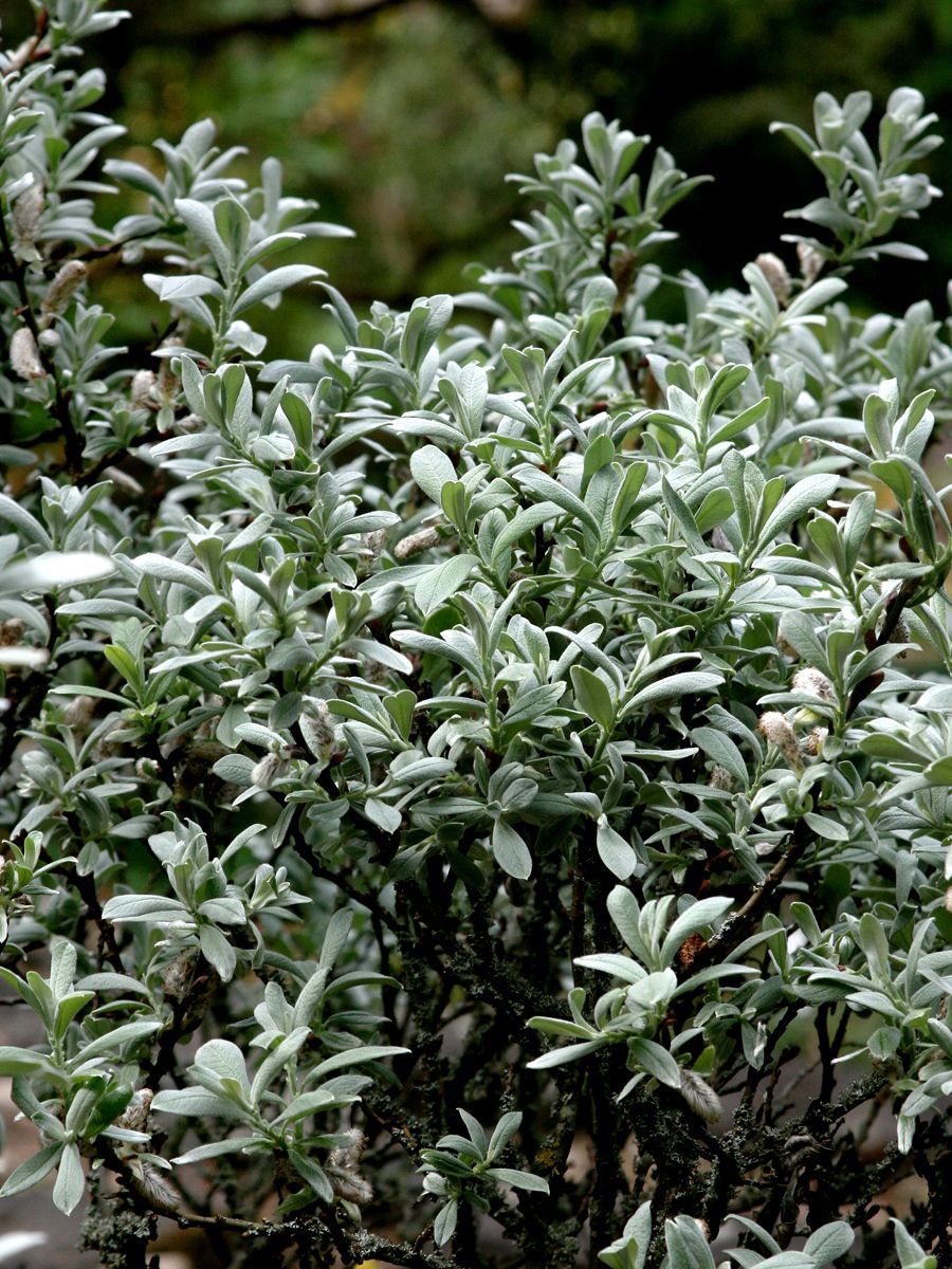 Schweizerweide Schweizerweide