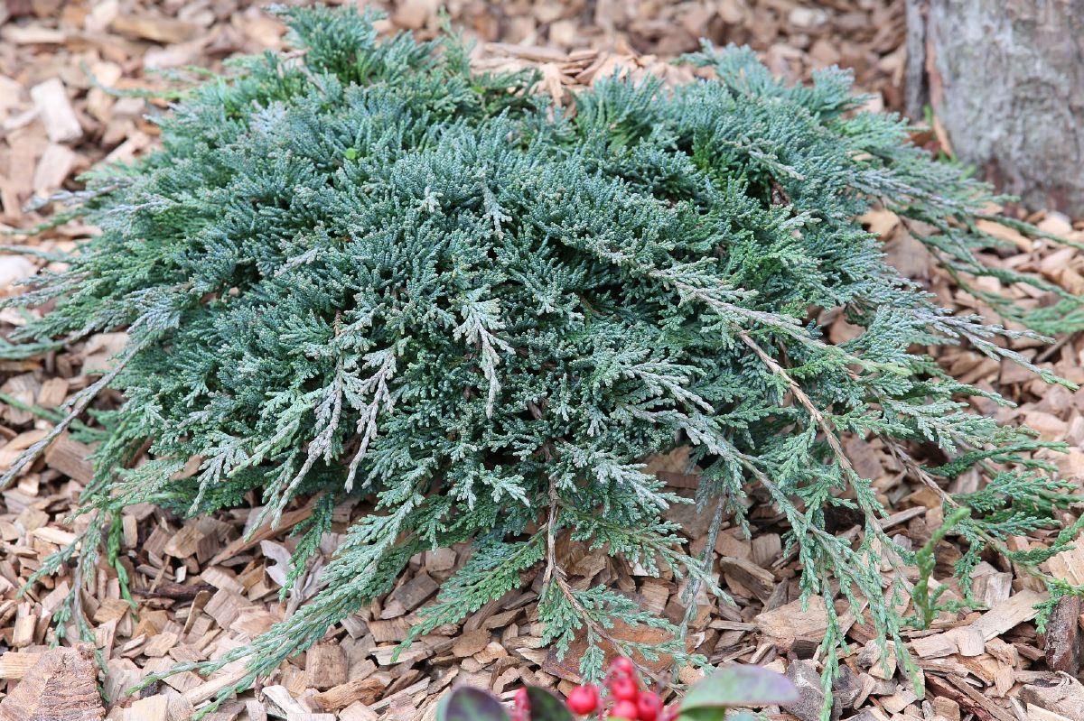 Kriechwacholder Icee Blue Kriechwacholder Icee Blue