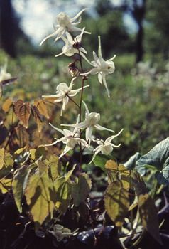 Elfenblume, Sockenblume