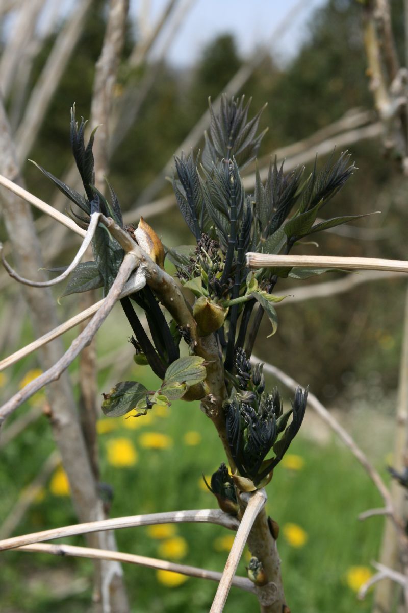 Blauschote, Gurkenstrauch, Blaugurke