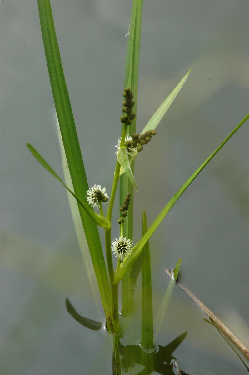 Ästiger Igelkolben