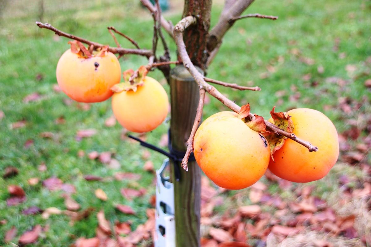 Kaki Rojo Brillante Kaki Rojo Brillante