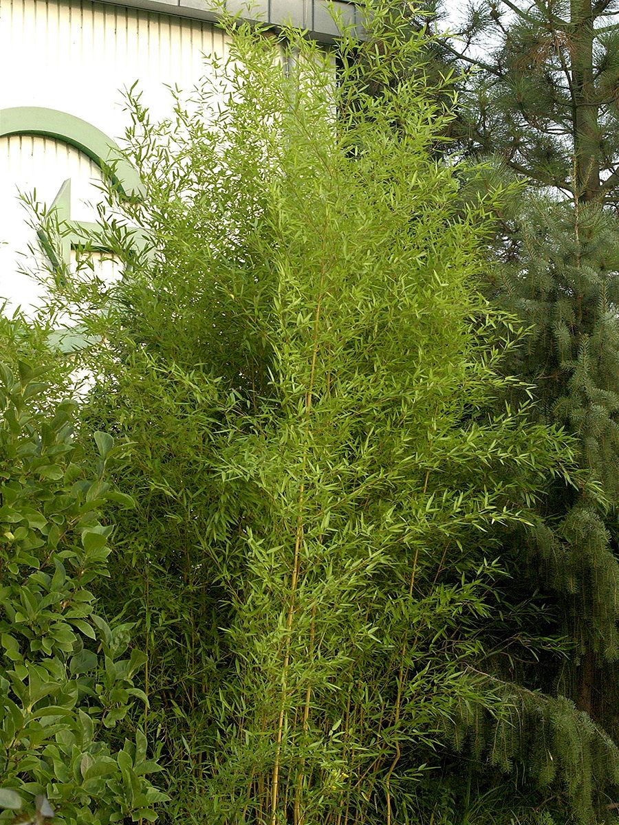 Bambus Spectabilis Bambus Spectabilis