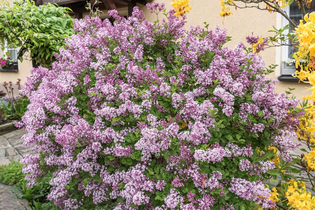 Zwergflieder Palibin Zwergflieder Palibin