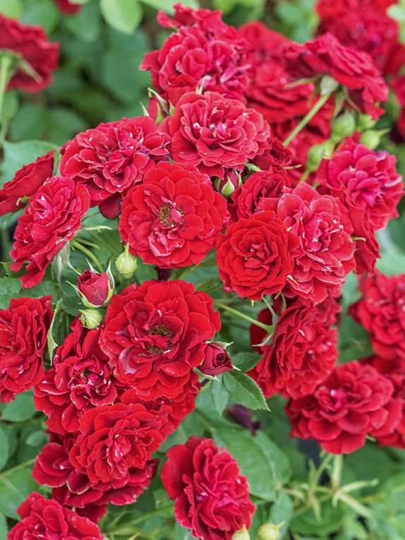 Prince Meillandina® Zwergrose Prince Meillandina® Zwergrose