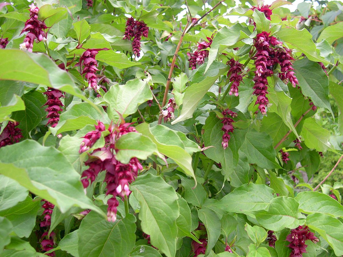 Buntdachblume