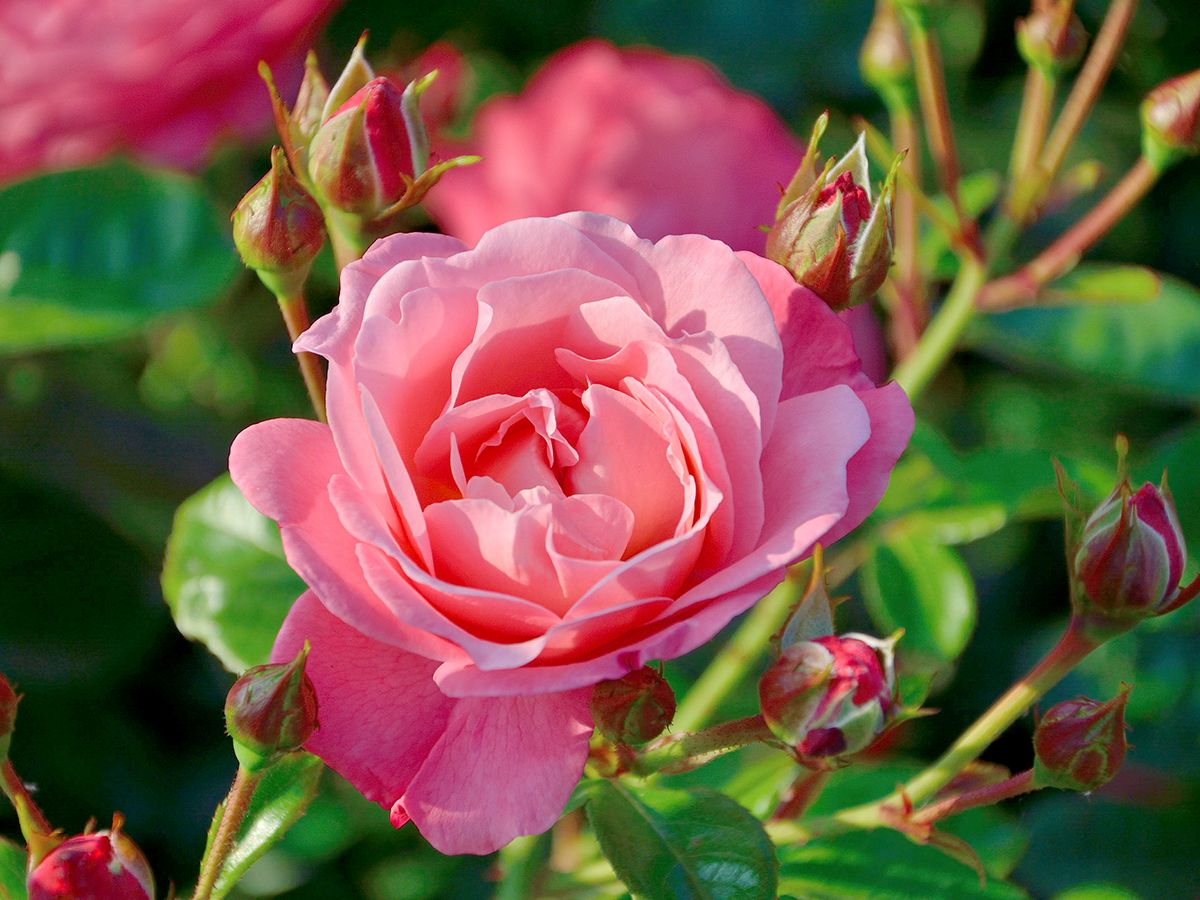 Mein schöner Garten® Strauchrose (öfter blühend, anspruchslos, leichter Duft)