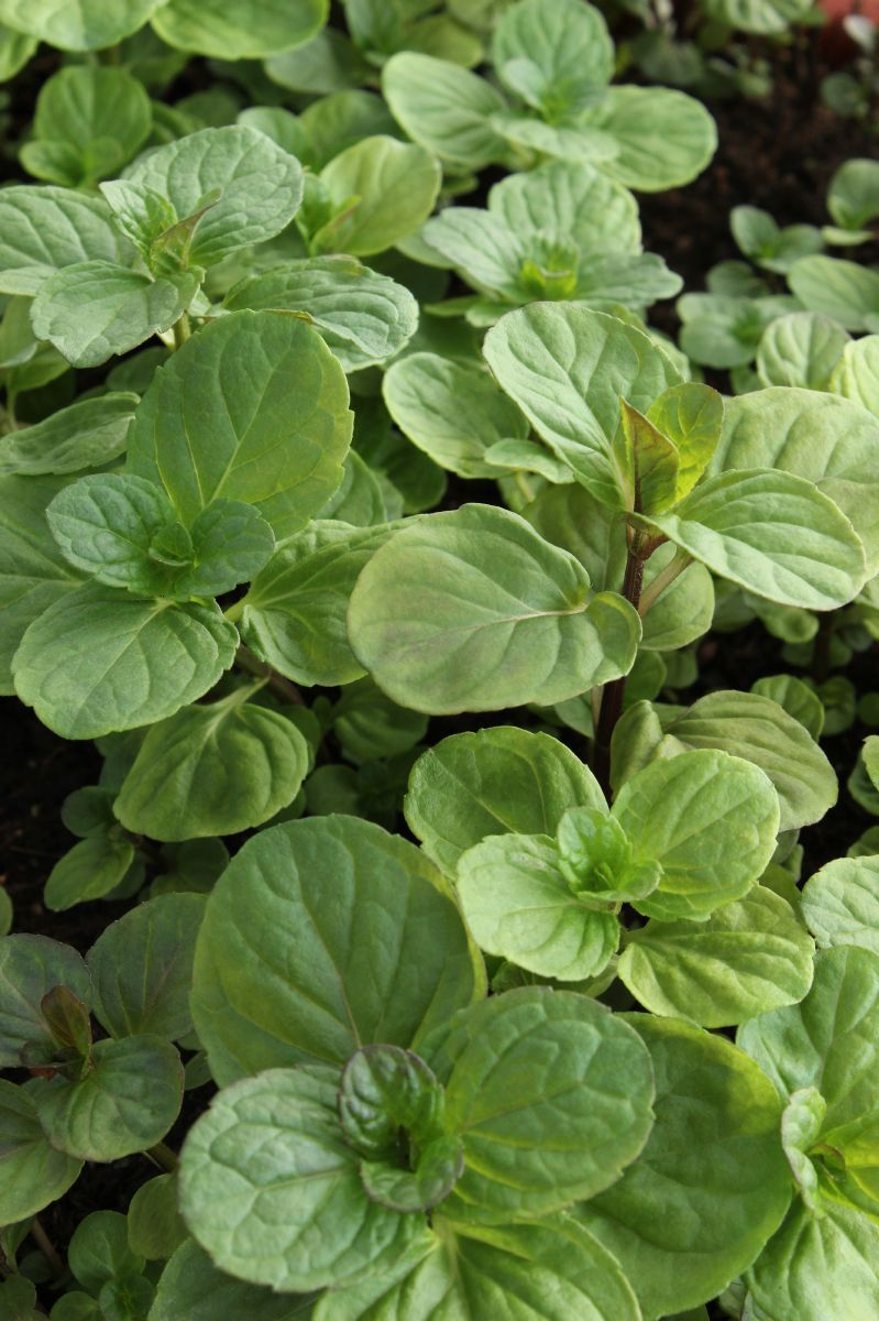 Orangenminze Citrata Orange