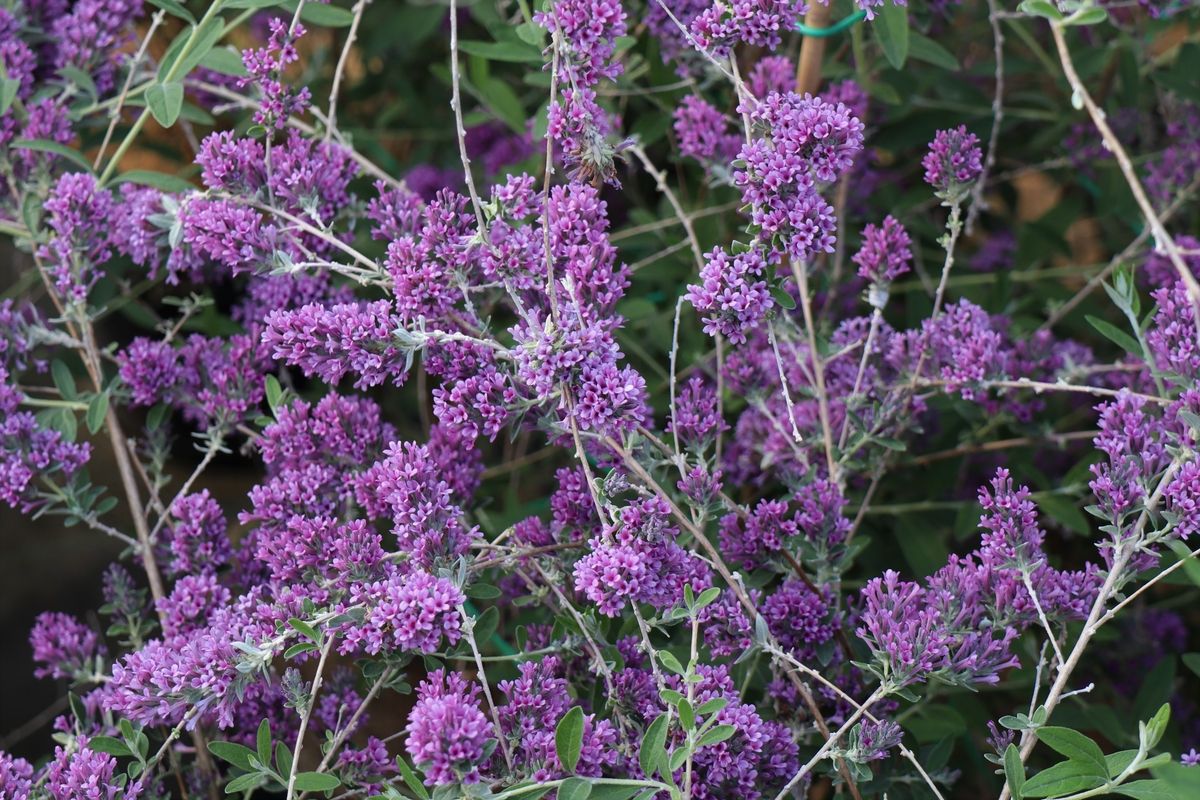 Schmalblättriger Sommerflieder Unique®