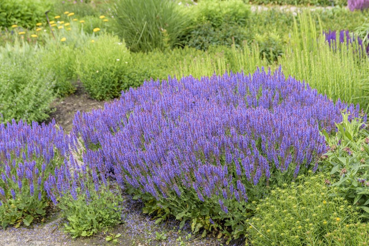 Steppensalbei, Sommersalbei Blauhügel
