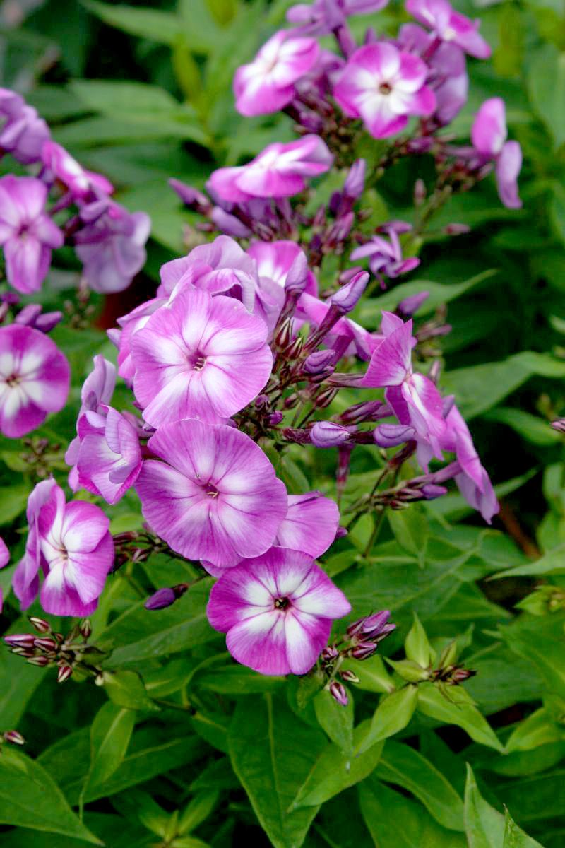 Hoher Staudenphlox Laura