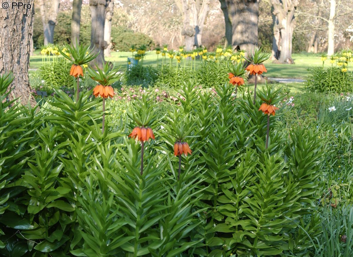 Kaiserkrone Rubra Maxima