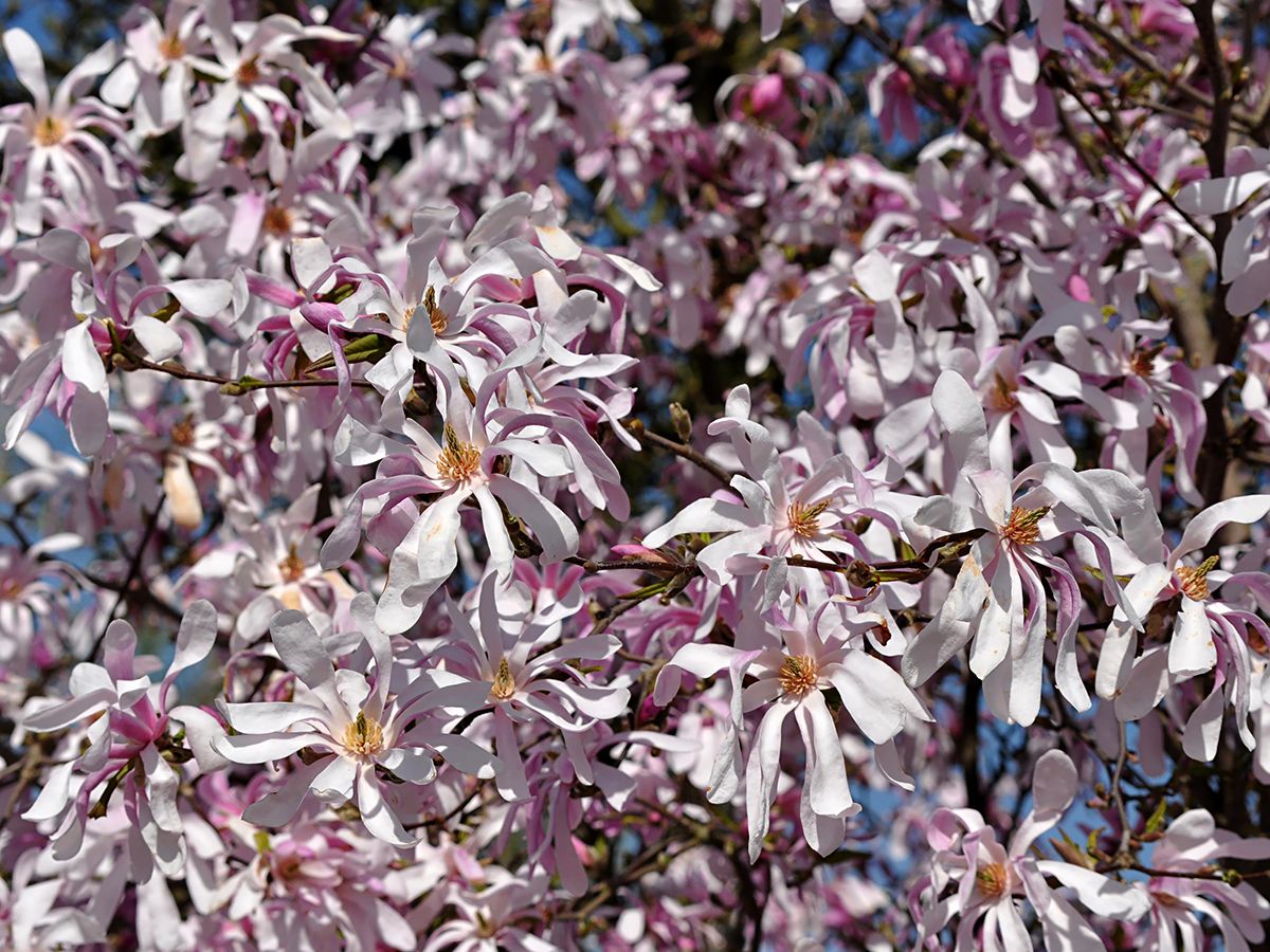 Magnolie Leonard Messel