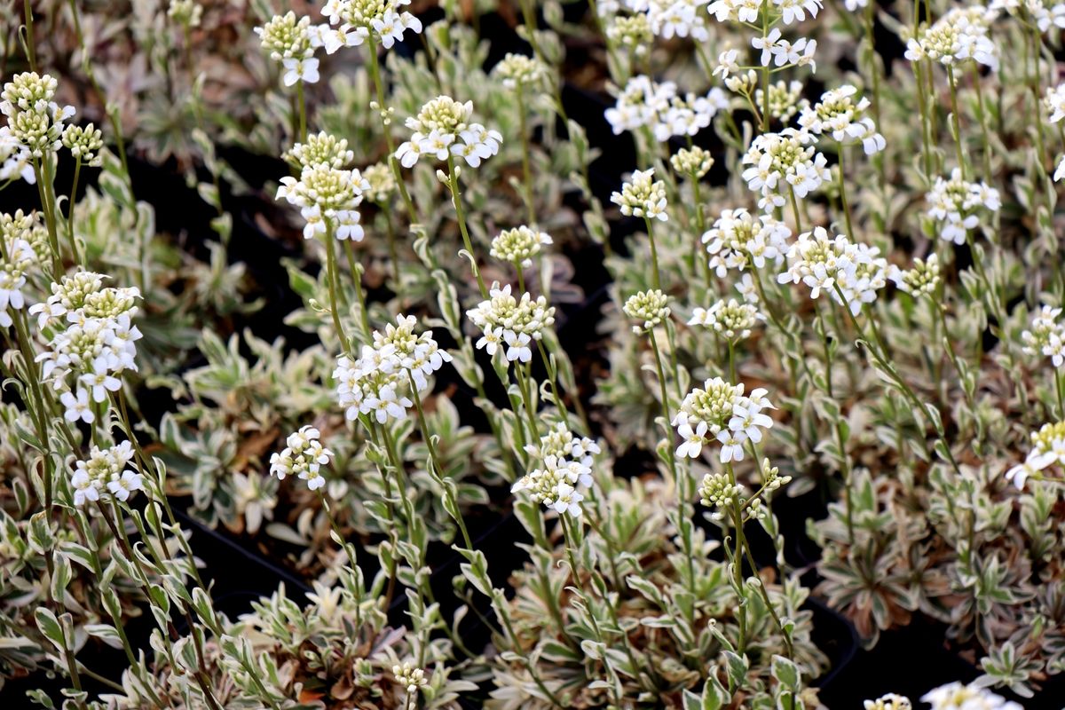 Weissbunte Gänsekresse Variegata