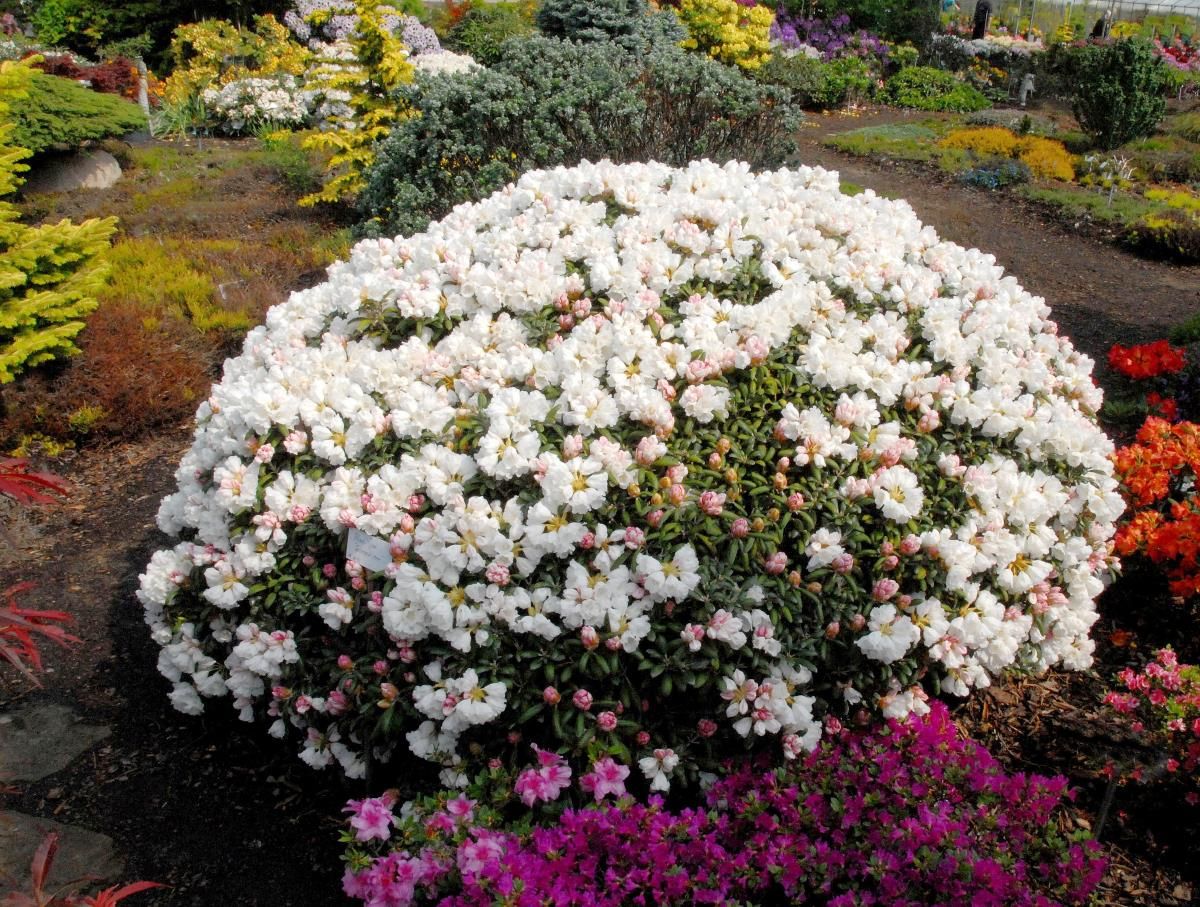 Rhododendron Schneekissen