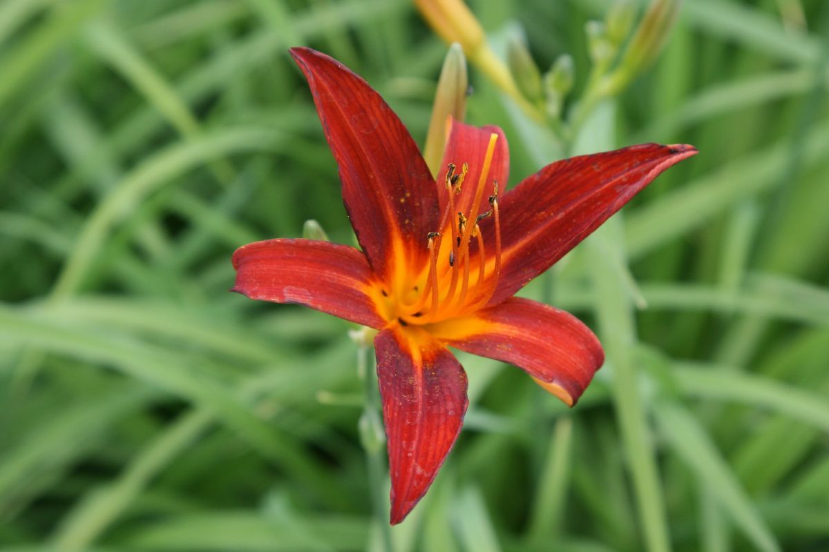 Taglilie Crimson Pirate