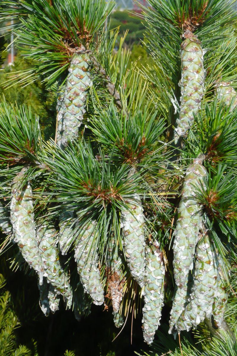 Schwerins Zwergkiefer Wiethorst Schwerins Zwergkiefer Wiethorst