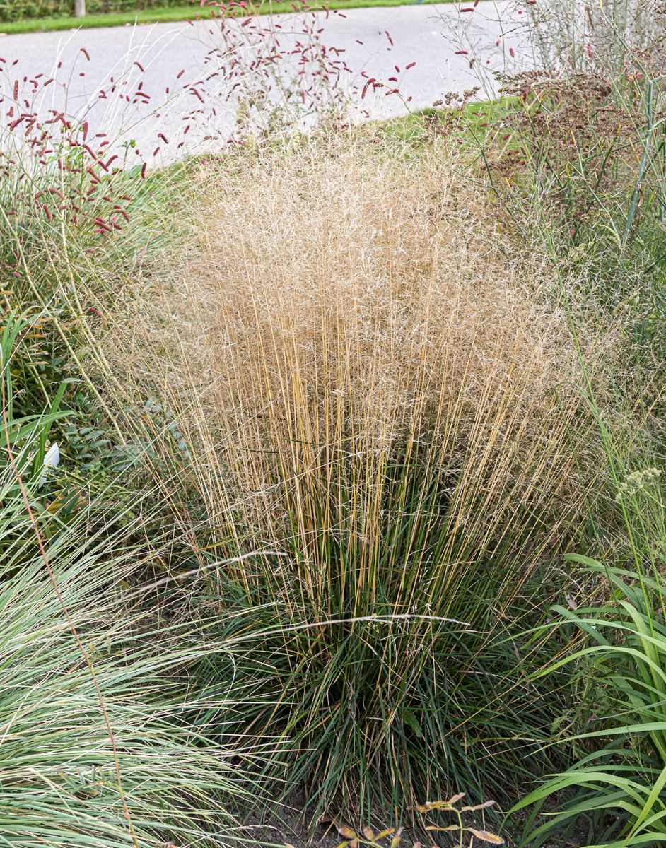 Waldschmiele Palava