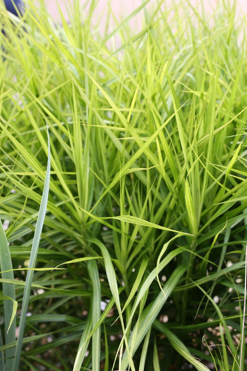 Weissbunte Palmwedelsegge Silberstreif