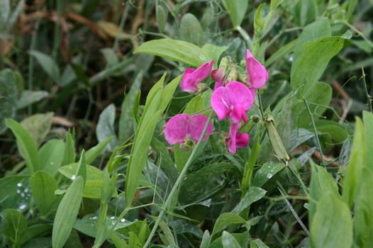 Staudenwicke Red Pearl