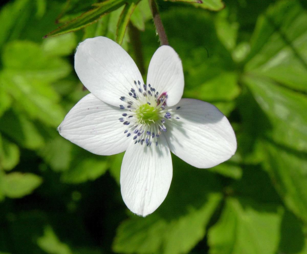 Bachanemone Bachanemone