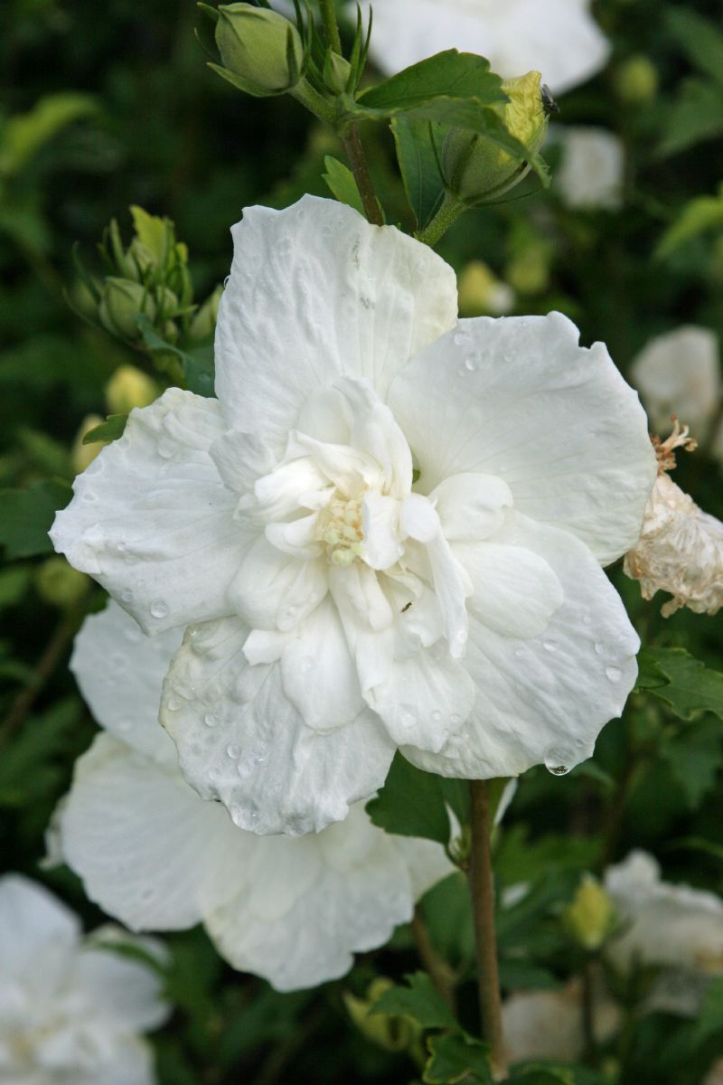 Hibiskus White Chiffon® Hibiskus White Chiffon®