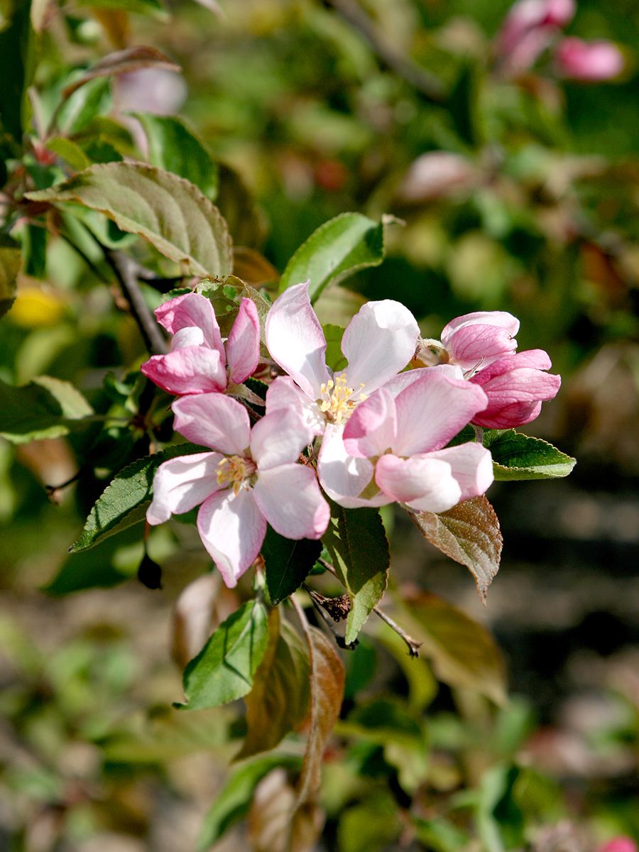 Zierapfel Red Obelisk Zierapfel Red Obelisk