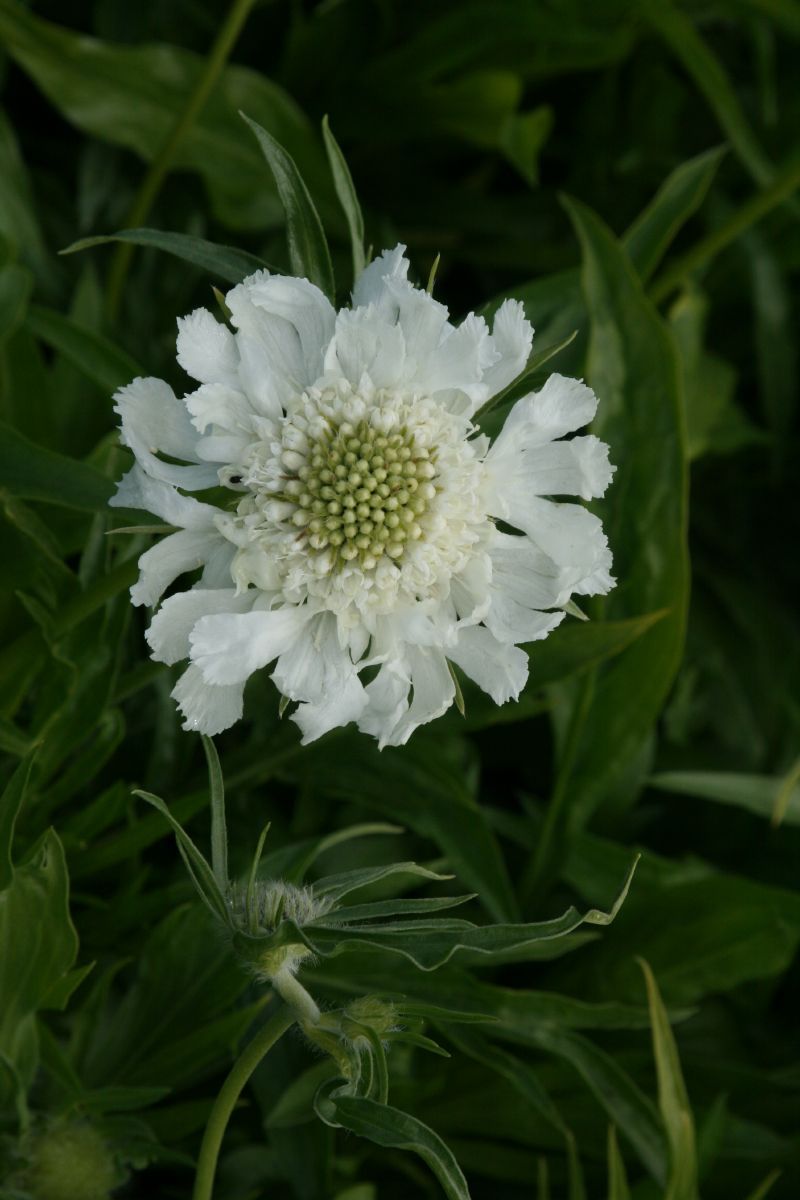 Skabiose Alba