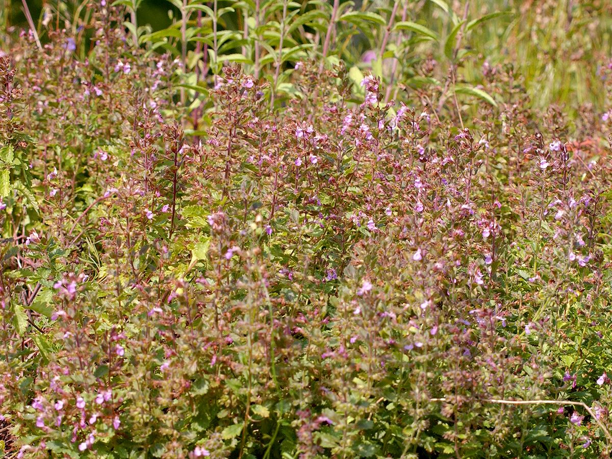 Gartengamander, Edelgamander Gartengamander, Edelgamander