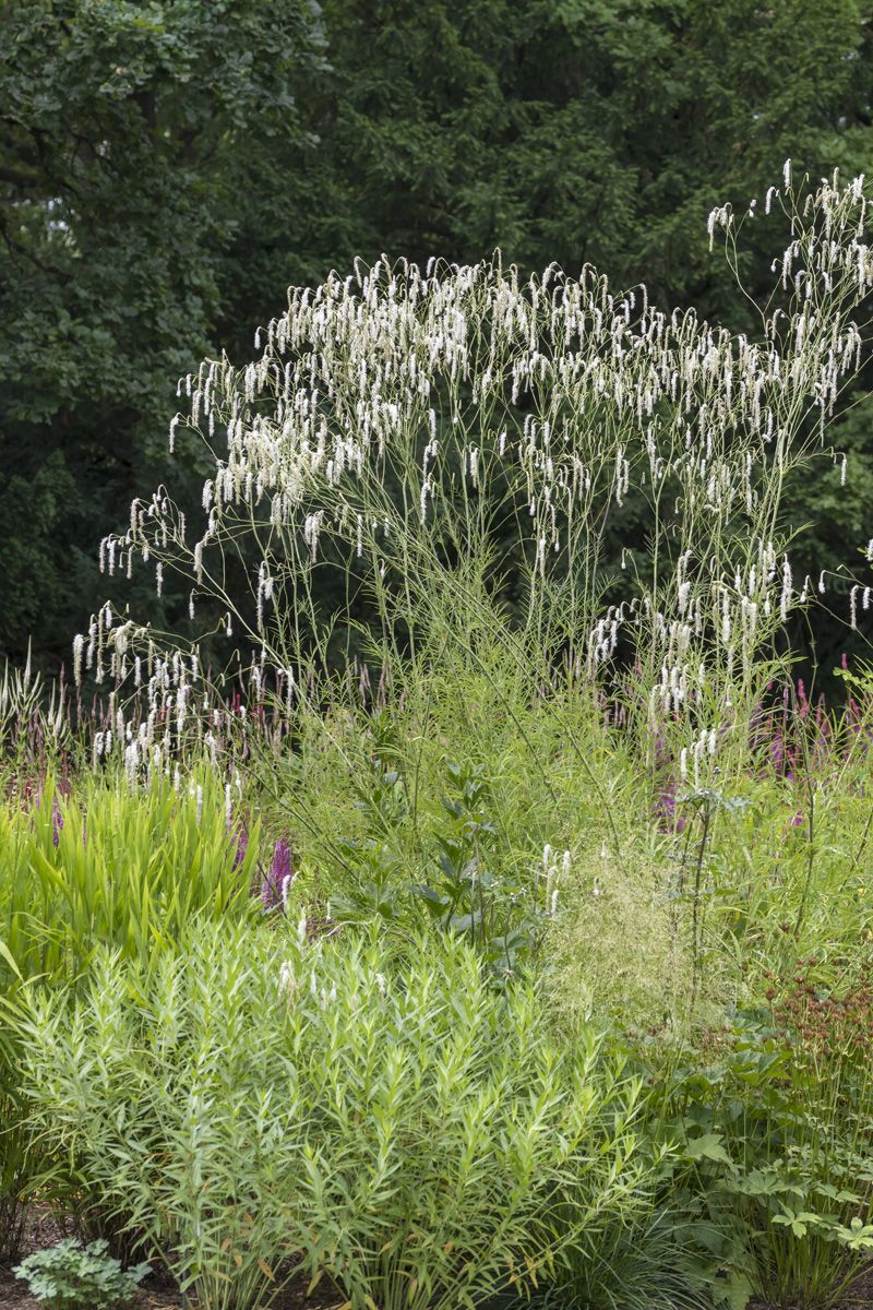 Weisser Wiesenknopf Albiflora