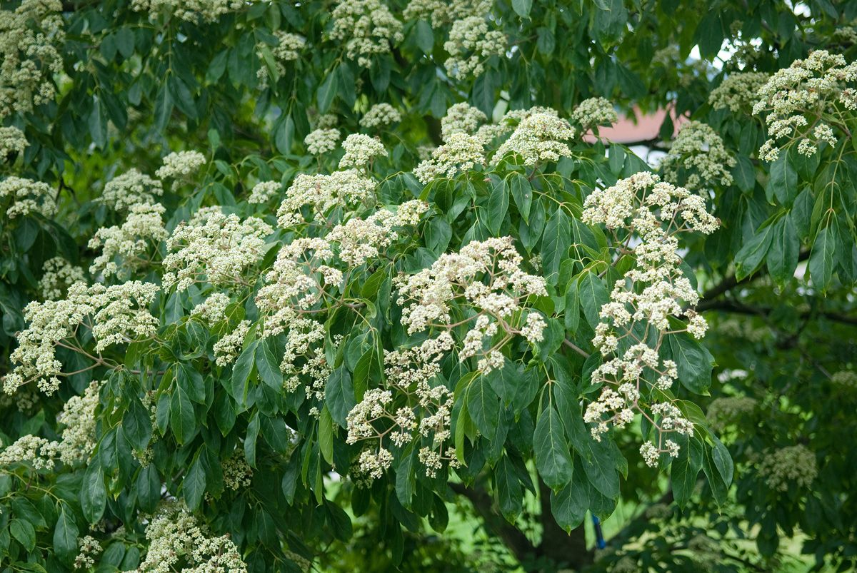 Bienenbaum, Stinkesche Bienenbaum, Stinkesche