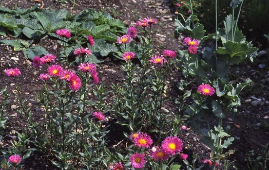 Berufskraut Rosa Triumph