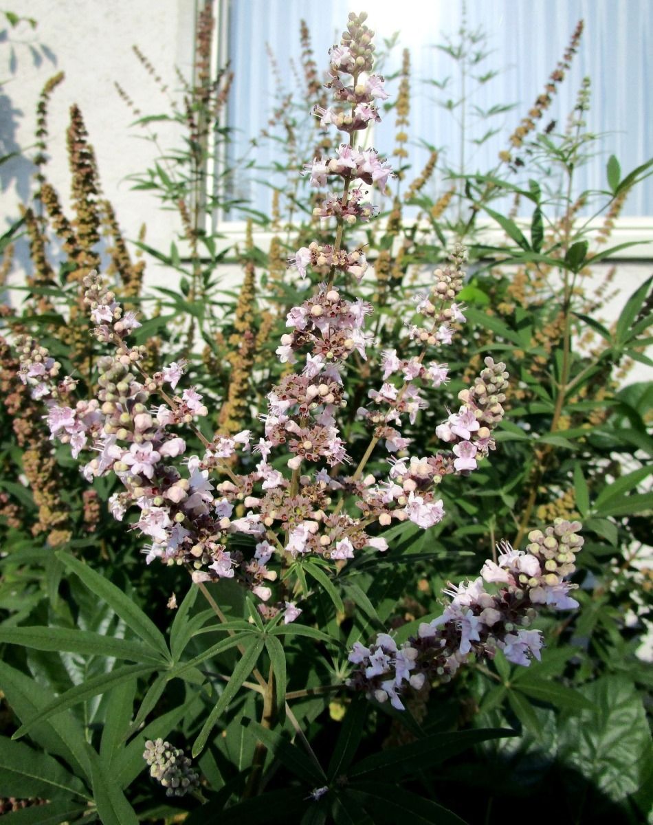Mönchspfeffer Rosea