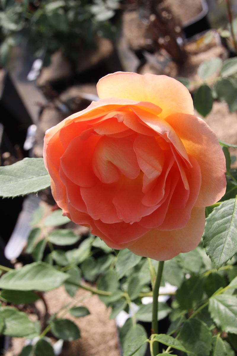 Rose Lady of Shalott® Englische Strauchrose