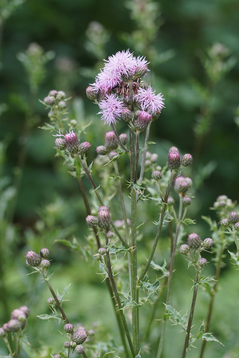 Sumpfkratzdistel