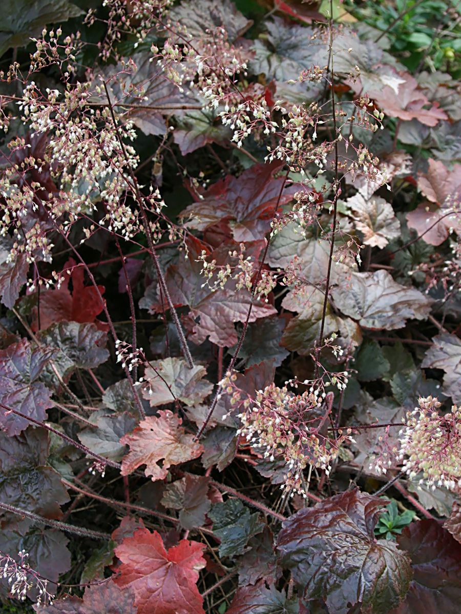 Purpurglöckchen Palace Purple Purpurglöckchen Palace Purple