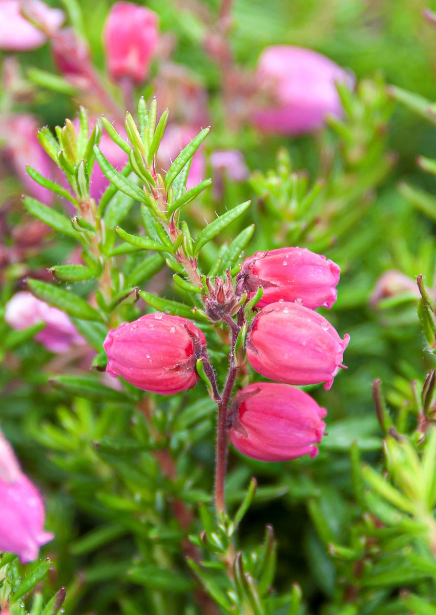 Irische Heide Arielle