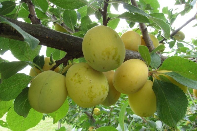 Aprimira Aprikosenmirabelle Aprimira Aprikosenmirabelle