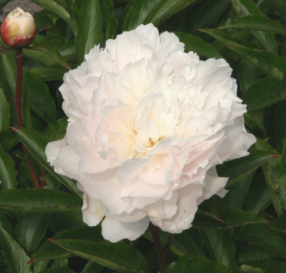 Pfingstrose Noémi Demay