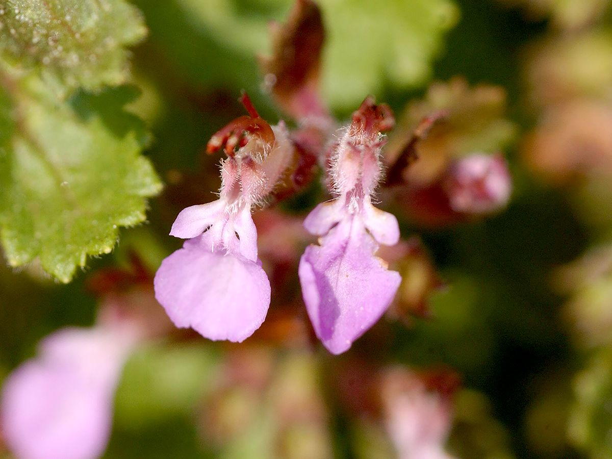 Gartengamander, Edelgamander Gartengamander, Edelgamander