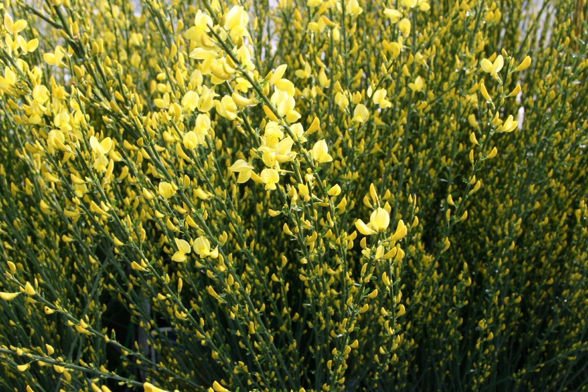 Elfenbeinginster Allgold Elfenbeinginster Allgold