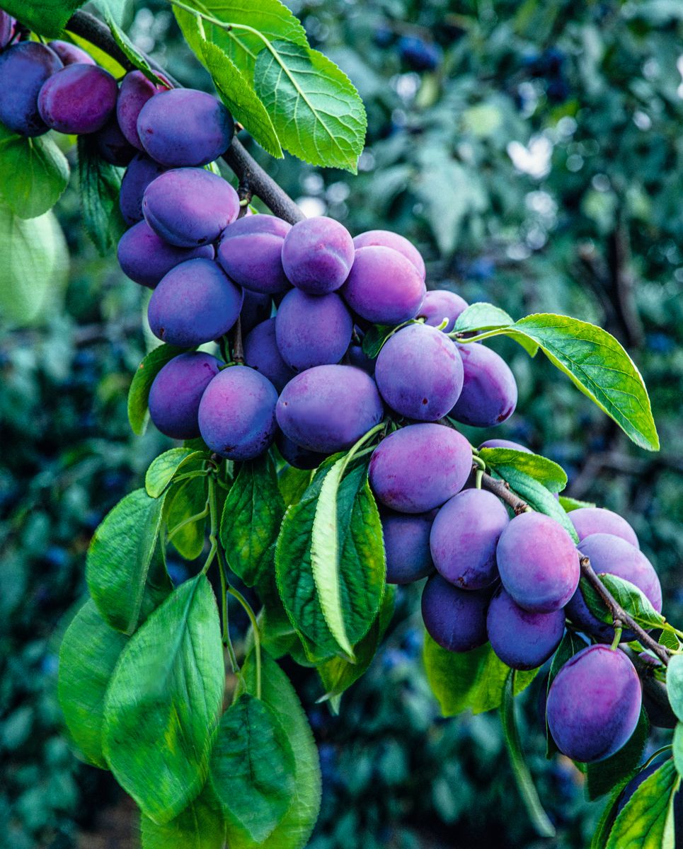 Ersinger Frühzwetschge