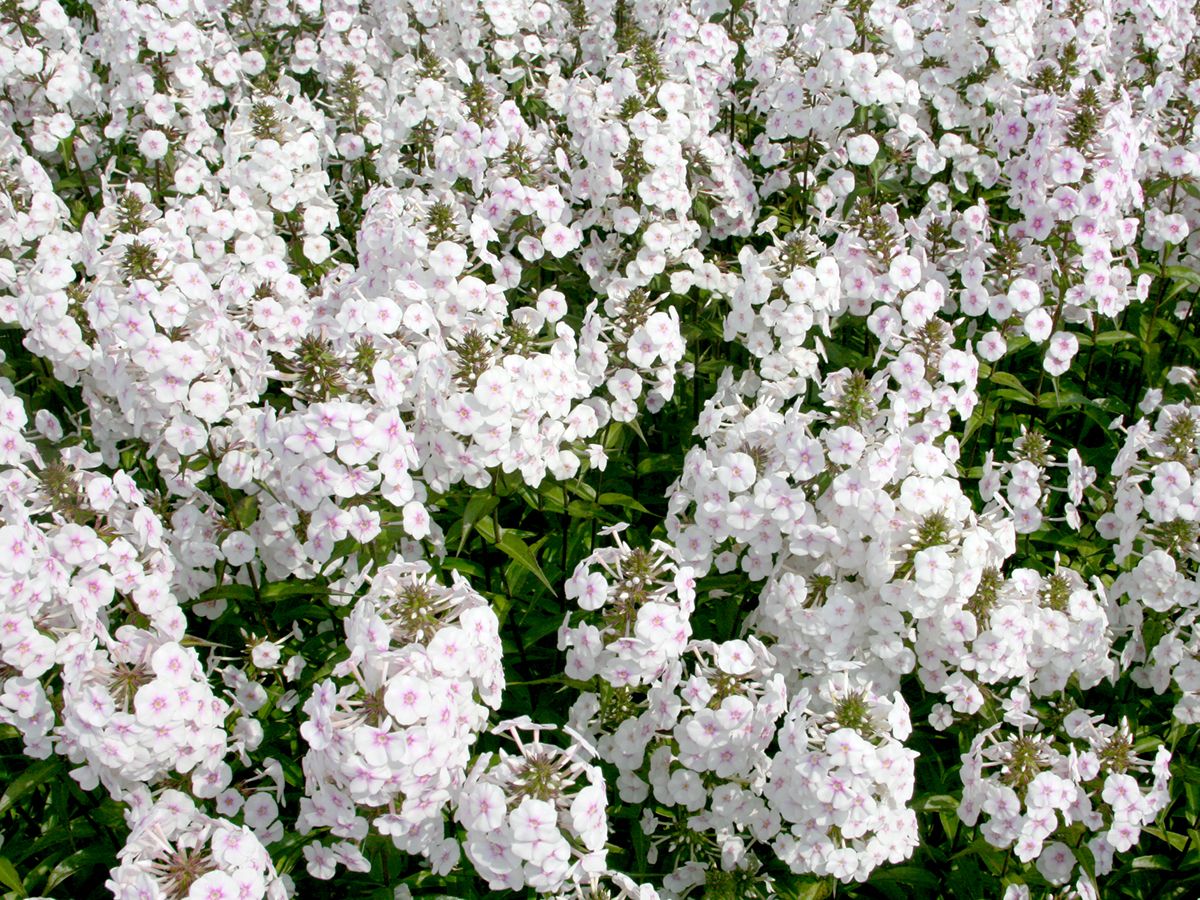 Flammenblume Omega Flammenblume Omega